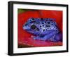 Poison Dart Frog on Red Leaf, Republic of Surinam-Jim Zuckerman-Framed Photographic Print