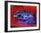 Poison Dart Frog on Red Leaf, Republic of Surinam-Jim Zuckerman-Framed Photographic Print