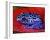 Poison Dart Frog on Red Leaf, Republic of Surinam-Jim Zuckerman-Framed Photographic Print