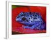 Poison Dart Frog on Red Leaf, Republic of Surinam-Jim Zuckerman-Framed Photographic Print