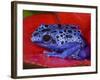 Poison Dart Frog on Red Leaf, Republic of Surinam-Jim Zuckerman-Framed Photographic Print