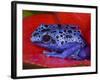 Poison Dart Frog on Red Leaf, Republic of Surinam-Jim Zuckerman-Framed Photographic Print