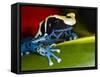 Poison Dart Frog on Red Leaf, Republic of Surinam-Jim Zuckerman-Framed Stretched Canvas