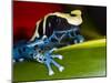 Poison Dart Frog on Red Leaf, Republic of Surinam-Jim Zuckerman-Mounted Photographic Print