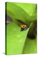 Poison Dart Frog-Rob Francis-Stretched Canvas