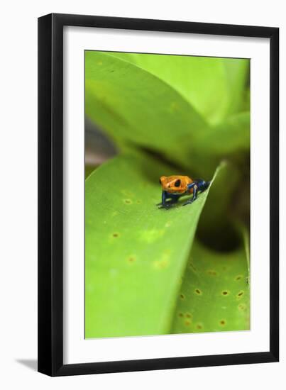 Poison Dart Frog-Rob Francis-Framed Premium Photographic Print