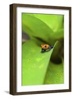 Poison Dart Frog-Rob Francis-Framed Photographic Print