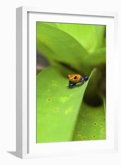 Poison Dart Frog-Rob Francis-Framed Photographic Print