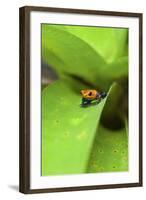 Poison Dart Frog-Rob Francis-Framed Photographic Print