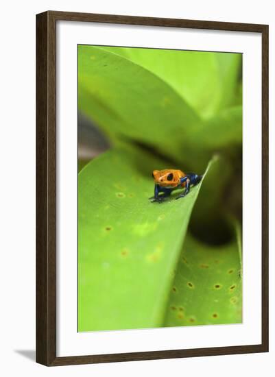 Poison Dart Frog-Rob Francis-Framed Photographic Print