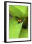 Poison Dart Frog-Rob Francis-Framed Photographic Print