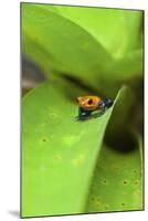 Poison Dart Frog-Rob Francis-Mounted Photographic Print
