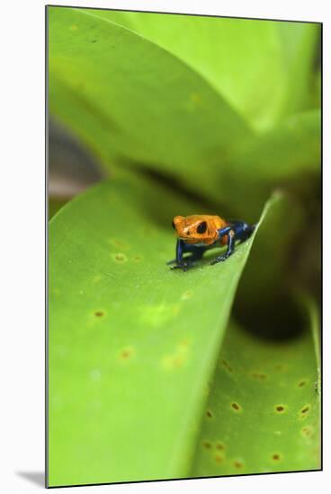 Poison Dart Frog-Rob Francis-Mounted Photographic Print