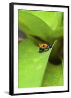 Poison Dart Frog-Rob Francis-Framed Premium Photographic Print