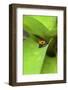 Poison Dart Frog-Rob Francis-Framed Photographic Print