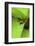 Poison Dart Frog-Rob Francis-Framed Photographic Print