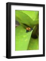 Poison Dart Frog-Rob Francis-Framed Photographic Print
