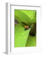 Poison Dart Frog-Rob Francis-Framed Photographic Print