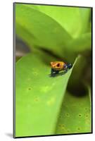 Poison Dart Frog-Rob Francis-Mounted Photographic Print