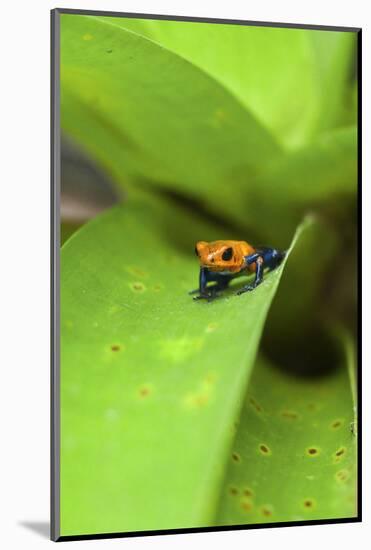 Poison Dart Frog-Rob Francis-Mounted Photographic Print