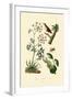 Poison Hemlock, 1833-39-null-Framed Giclee Print