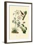 Poison Hemlock, 1833-39-null-Framed Giclee Print