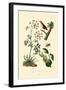 Poison Hemlock, 1833-39-null-Framed Giclee Print