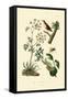 Poison Hemlock, 1833-39-null-Framed Stretched Canvas