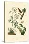 Poison Hemlock, 1833-39-null-Stretched Canvas