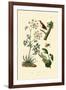 Poison Hemlock, 1833-39-null-Framed Giclee Print