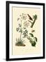 Poison Hemlock, 1833-39-null-Framed Giclee Print