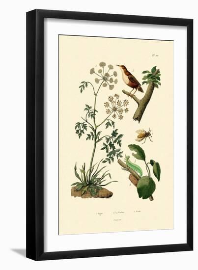 Poison Hemlock, 1833-39-null-Framed Premium Giclee Print