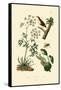 Poison Hemlock, 1833-39-null-Framed Stretched Canvas