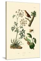 Poison Hemlock, 1833-39-null-Stretched Canvas