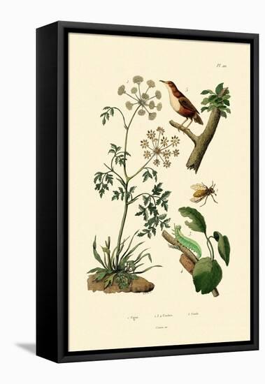 Poison Hemlock, 1833-39-null-Framed Stretched Canvas