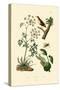 Poison Hemlock, 1833-39-null-Stretched Canvas
