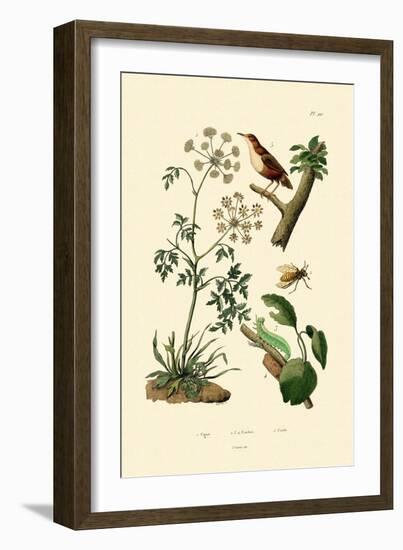 Poison Hemlock, 1833-39-null-Framed Giclee Print
