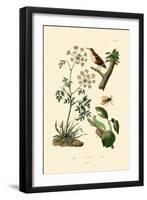 Poison Hemlock, 1833-39-null-Framed Giclee Print