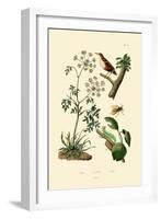 Poison Hemlock, 1833-39-null-Framed Giclee Print