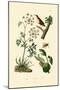 Poison Hemlock, 1833-39-null-Mounted Giclee Print