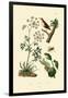 Poison Hemlock, 1833-39-null-Framed Giclee Print