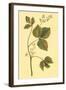 Poison Ivy and Poison Oak-null-Framed Art Print