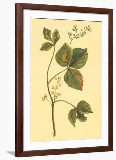 Poison Ivy and Poison Oak-null-Framed Art Print