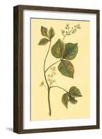 Poison Ivy and Poison Oak-null-Framed Art Print