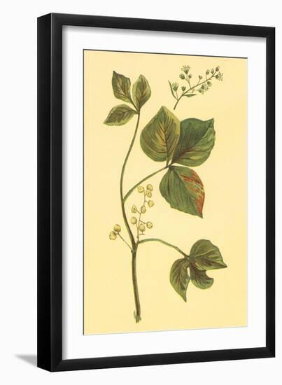 Poison Ivy and Poison Oak-null-Framed Art Print