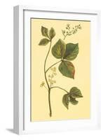 Poison Ivy and Poison Oak-null-Framed Art Print