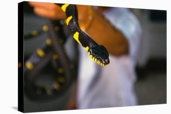 Poisonous Banded Krait Snake at Red Cross Show-W. Perry Conway-Stretched Canvas