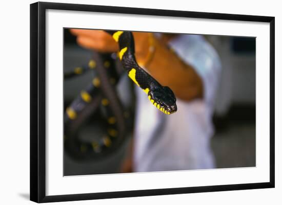 Poisonous Banded Krait Snake at Red Cross Show-W. Perry Conway-Framed Photographic Print