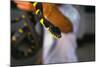 Poisonous Banded Krait Snake at Red Cross Show-W. Perry Conway-Mounted Photographic Print