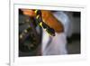 Poisonous Banded Krait Snake at Red Cross Show-W. Perry Conway-Framed Photographic Print